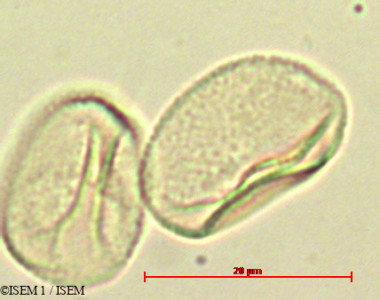 Phaeoceros laevis - lame n° 90202